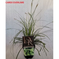Viksva - Carex oshimensis Everlime P13 + fotoetiketė