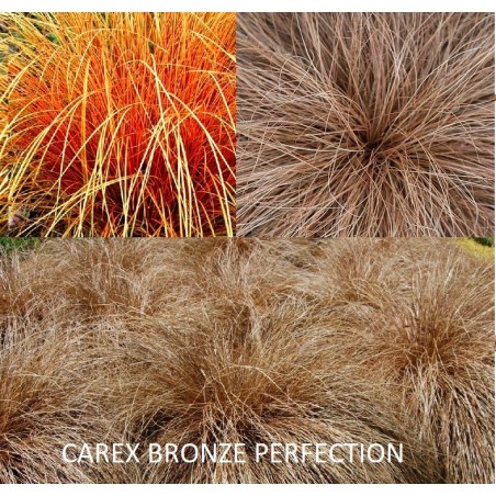 Viksva - Carex comans Bronze Form (Bronze Perfection) P19C3 terrakotos sp. + fotoetiketė