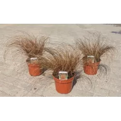 Viksva - Carex comans Bronze Form (Bronze Perfection) P19C3 terrakotos sp. + fotoetiketė