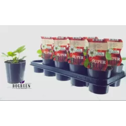 Braškė - Fragaria ananassa BELTRAN