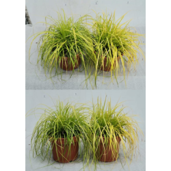 Viksva - Carex oshimensis Everillo P23C5R gyva foto 2021-10-25
