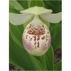 Sodo orchidėja - Cypripedium Ulla Silkens 2-3 ūgliai * žydės...