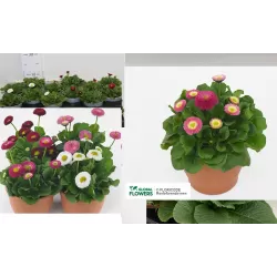 Daugiametė saulutė - Bellis perennis RUSH P10.5 gyva foto 2022-01-28