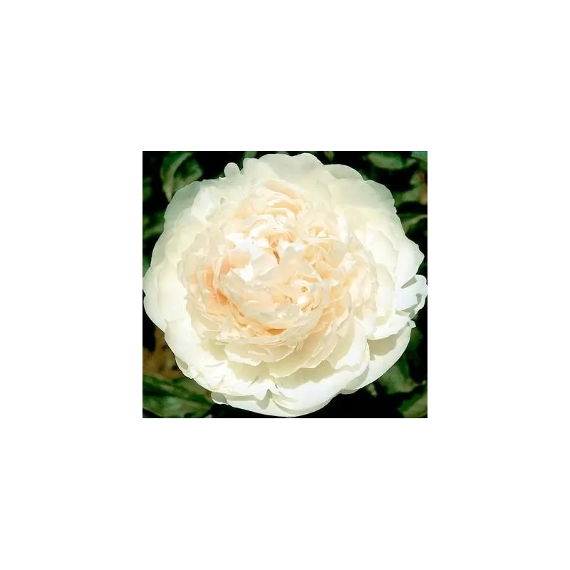 Bijūnų sodinukai internetu su pristatymu į namus