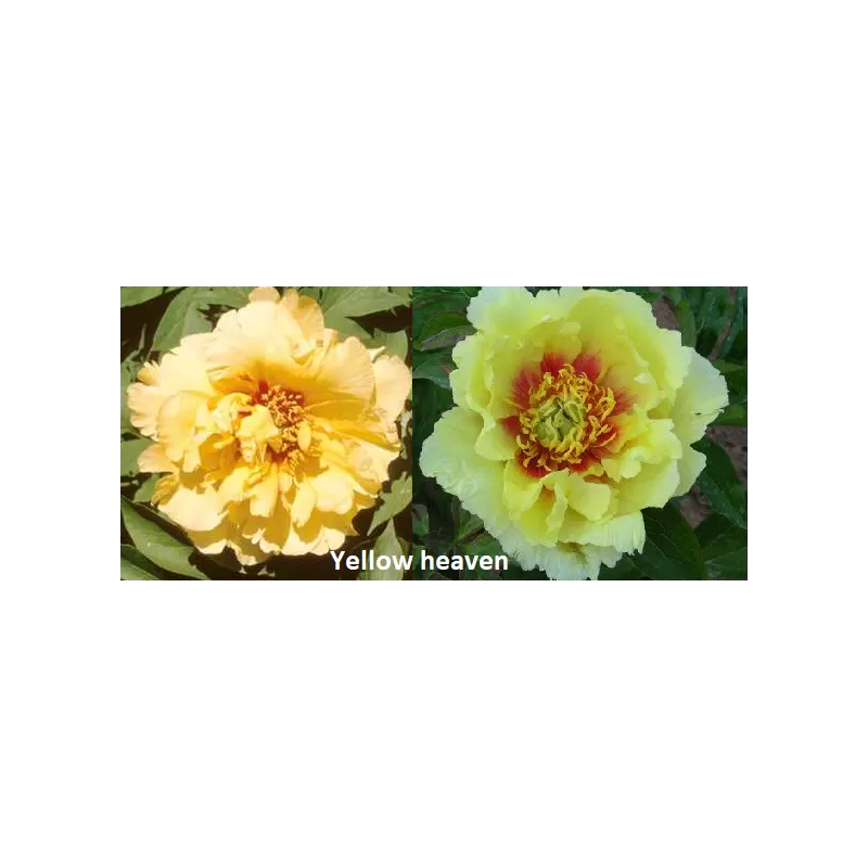 Bijūnų sodinukai internetu su pristatymu į namus