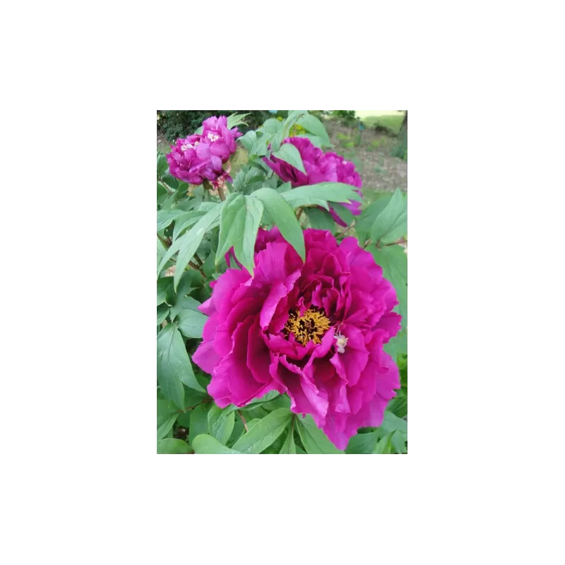 2023 M.: Bijūnas (krūminis medėjantis) - Paeonia suffruticosa Shinkokusyoku Shin-kokushoku purpurinis