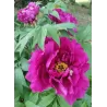 2023 M.: Bijūnas (krūminis medėjantis) - Paeonia suffruticosa Shinkokusyoku Shin-kokushoku purpurinis