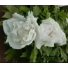 2023 M.: Krūminis (medėjantis) bijūnas (Japonija) - Paeonia suffruticosa Godaischu (Godaishu) GR 3st