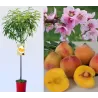 Nektarinas (skiepytas, žemaūgis) - Prunus persica nucipersica TEGOLD P19C3 100-125CM WHIP medelis pristatymas jau nuo kovo