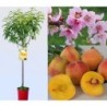 Nektarinas (skiepytas, žemaūgis) - Prunus persica nucipersica TEGOLD P19C3 100-125CM WHIP medelis pristatymas 2024 m