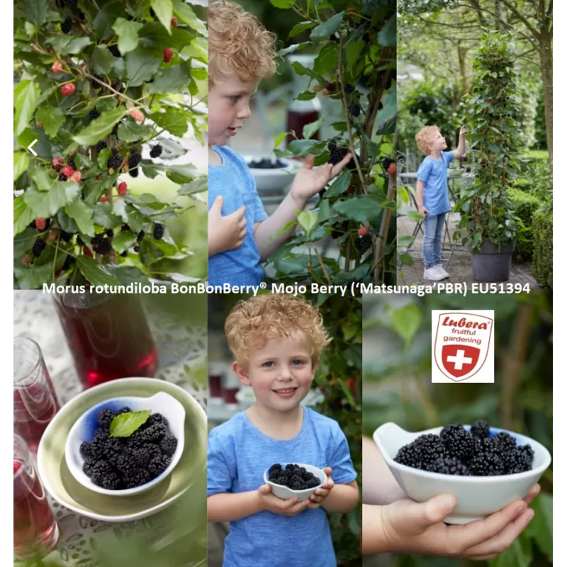 Šilkmedžiai su pristatymu Lietuvoje