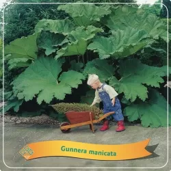 Egzotiniai augalai internetu