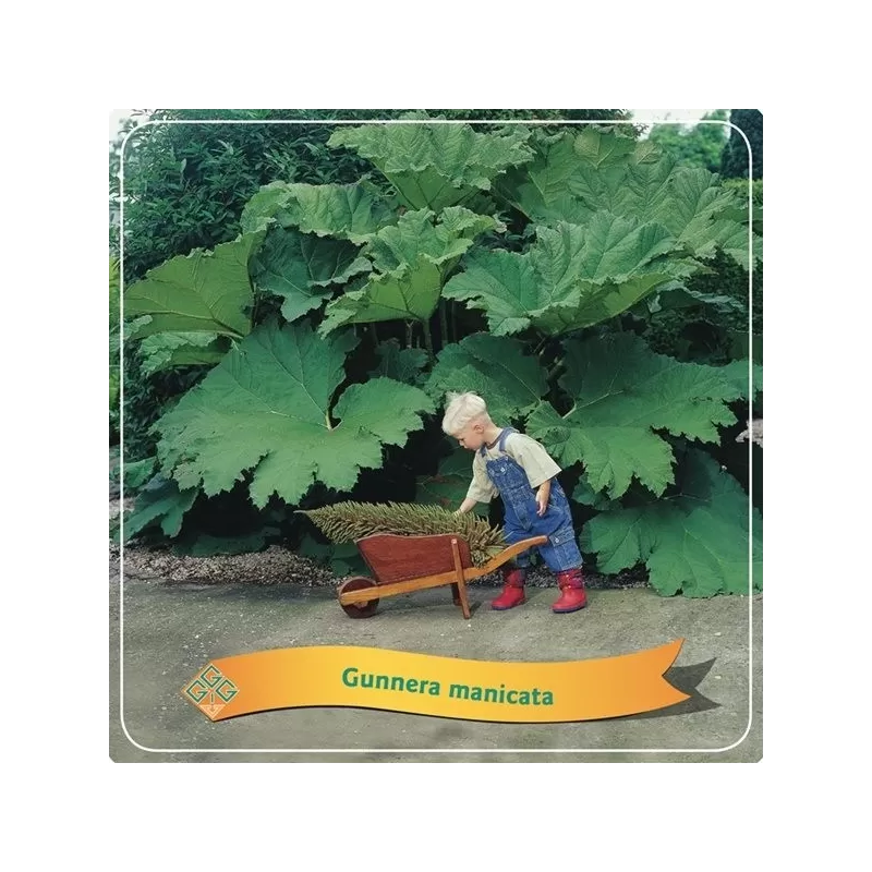 Egzotiniai augalai internetu