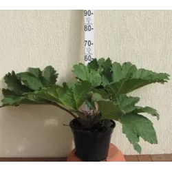 Egzotiniai augalai internetu