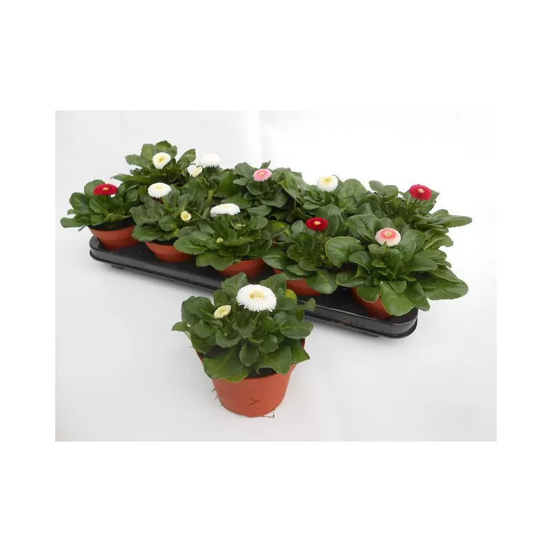Daugiametė saulutė - Bellis perennis MIX P12 x4 gyva foto 2022-02-23
