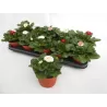Daugiametė saulutė - Bellis perennis MIX P12