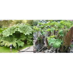 Egzotiniai augalai internetu