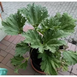 Egzotiniai augalai internetu