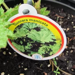 Egzotiniai augalai internetu