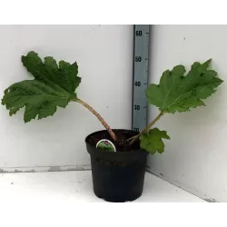 Egzotiniai augalai internetu