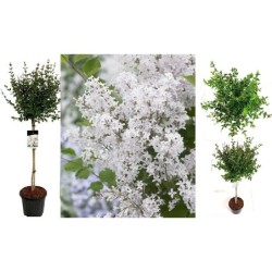 Alyvos - Syringa BLOOMING FLOWERFESTA WHITE