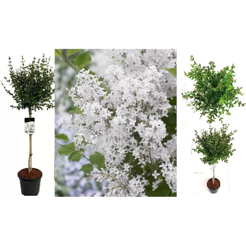 Alyvos - Syringa BLOOMING FLOWERFESTA WHITE