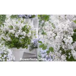 Alyvos (mejerio, remontantinės) - Syringa Blooming Flowerfesta® White (‘Anny200810’PBR) EU 44366 C15 STEM80 125+CM