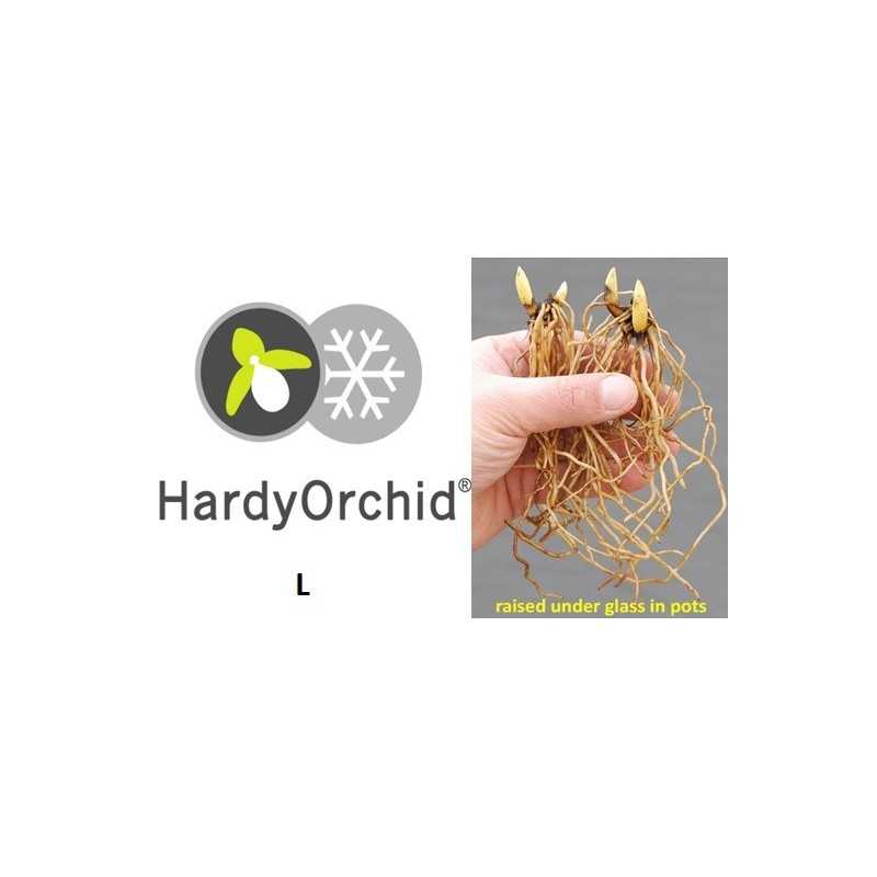 Lauko orchidėja - HardyOrchid® Species L Cypripedium rebunense creme yellow (L)