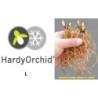 Lauko orchidėja - HardyOrchid® Species L Cypripedium rebunense creme yellow (L)
