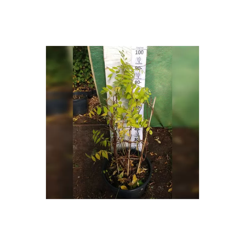 Krūminė visterija ant grotelių - Wisteria frutescens Amethyst Falls reck 35Ø 90+cm 4 metai