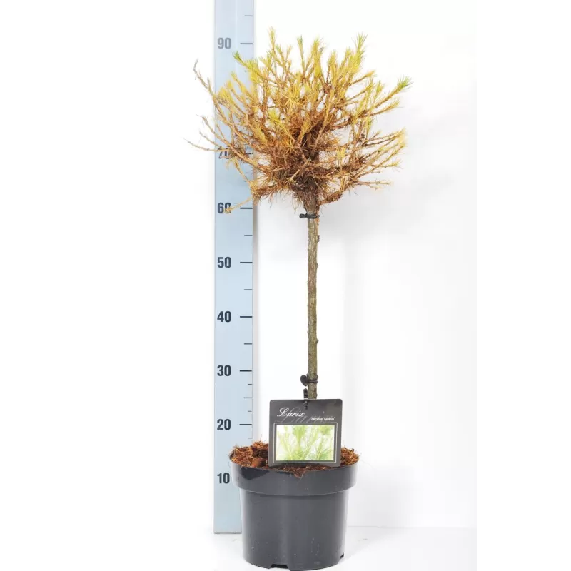 Užsisakyk augalus pavasariui jau dabar