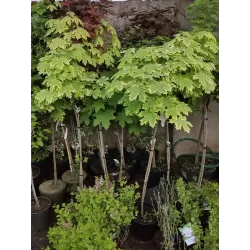 Paprastasis klevas (MARGALAPĖ F.) - Acer platanoides DRUMMONDII 25ØC7,5 STEM90 130-150CM 3metų vainikas + fotoetiketė gyva foto 2021-05-29