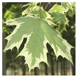 Paprastasis klevas (MARGALAPĖ F.) - Acer platanoides DRUMMONDII 25ØC7,5 STEM90 130-150CM 3metų vainikas + fotoetiketė gyva foto 2021-05-29