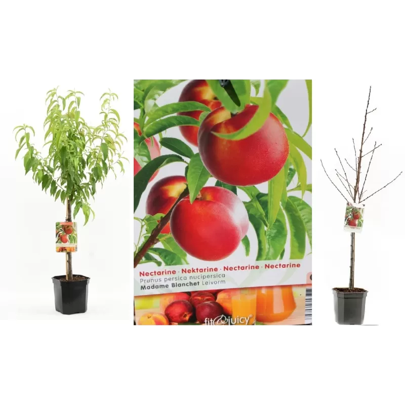 Persikai ir nektarinai internetu su pristatymu į namus