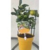 Citrinmedis su vaisiais - Citrus  Lyvia (japonica x aurantifolia) (Citrortunella Floridana) 14Ø 30cm