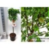 Nektarinas (skiepytas, žemaūgis) - Prunus persica nucipersica  P21C5 80-100CM  form. medelis su spalvota fotoetikete PAVASARIUI