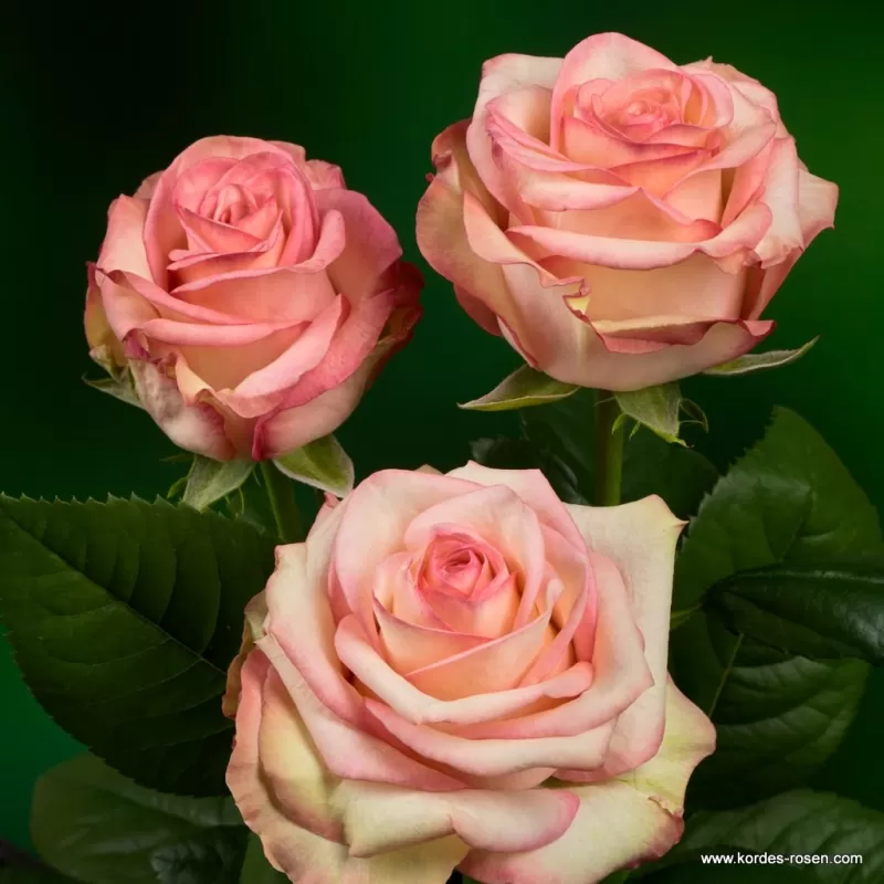 Rožių krūmai internetu su pristatymu į namus