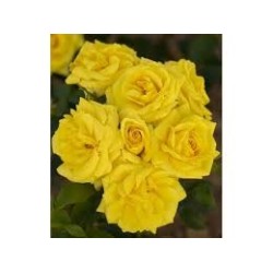 Rožė - Rosa Carte d'or® Meilland