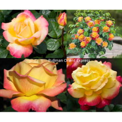 Rožė - Rosa Pulman Orient Express®