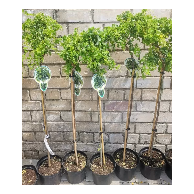 Robinija - Robinia hybryda Lace Lady TWISTY BABY stem90 P29C10R 150CM 3metų vainiku su fotoetikete gyva foto 2020-06-11