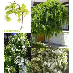 Robinija - Robinia hybryda Lace Lady TWISTY BABY stem90 P29C10R 150CM 3metų vainiku su fotoetikete gyva foto 2020-06-11