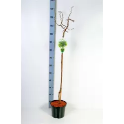 Robinija - Robinia hybryda Lace Lady TWISTY BABY stem90 P29C10R 150CM 3metų vainiku su fotoetikete gyva foto 2020-06-11