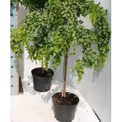 Robinija - Robinia hybryda Lace Lady TWISTY BABY stem90 P29C10R 150CM 3metų vainiku su fotoetikete gyva foto 2020-06-11