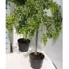 Robinija - Robinia hybryda Lace Lady TWISTY BABY stem90 P29C10R 150CM 3metų vainiku su fotoetikete gyva foto 2020-06-11
