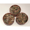 Gyvieji akmenys (litopsiai) - Lithops mix p5.5 x5 visi skirtingi (gyva foto nr 1 ir nr 2)