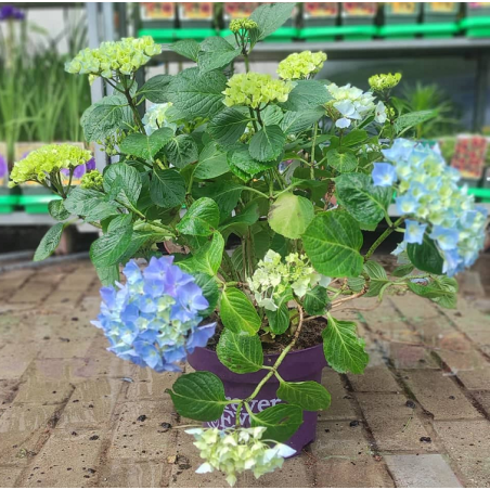 Darželinė (didžialapė) hortenzija (MĖLYNA) - Hydrangea macrophylla FOREVER & EVER® BLUE P23C5 gyva foto 2022-06-14