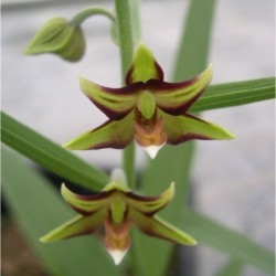 Sodo orchidėja (skiautalūpis) - Epipactis verratrifolia 2-3...