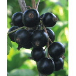 Juodieji serbentai - Ribes nigrum BONA GR