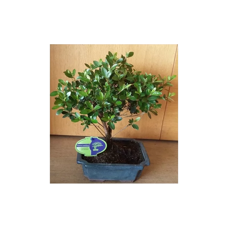 Bonsai (tinka ir lauke) - Rhododendron 20Ø keramikos vazone 30-40cm