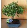 Bonsai (tinka ir lauke) - Rhododendron 20Ø keramikos vazone 30-40cm
